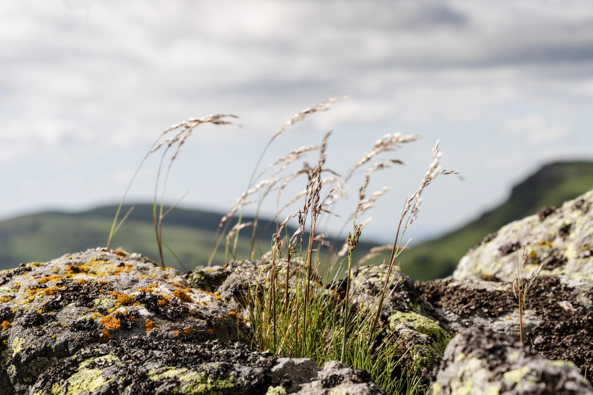 Close-up of dry, wind-blown grass seed heads growing from lichen-covered rocks, with blurred green mountains behind