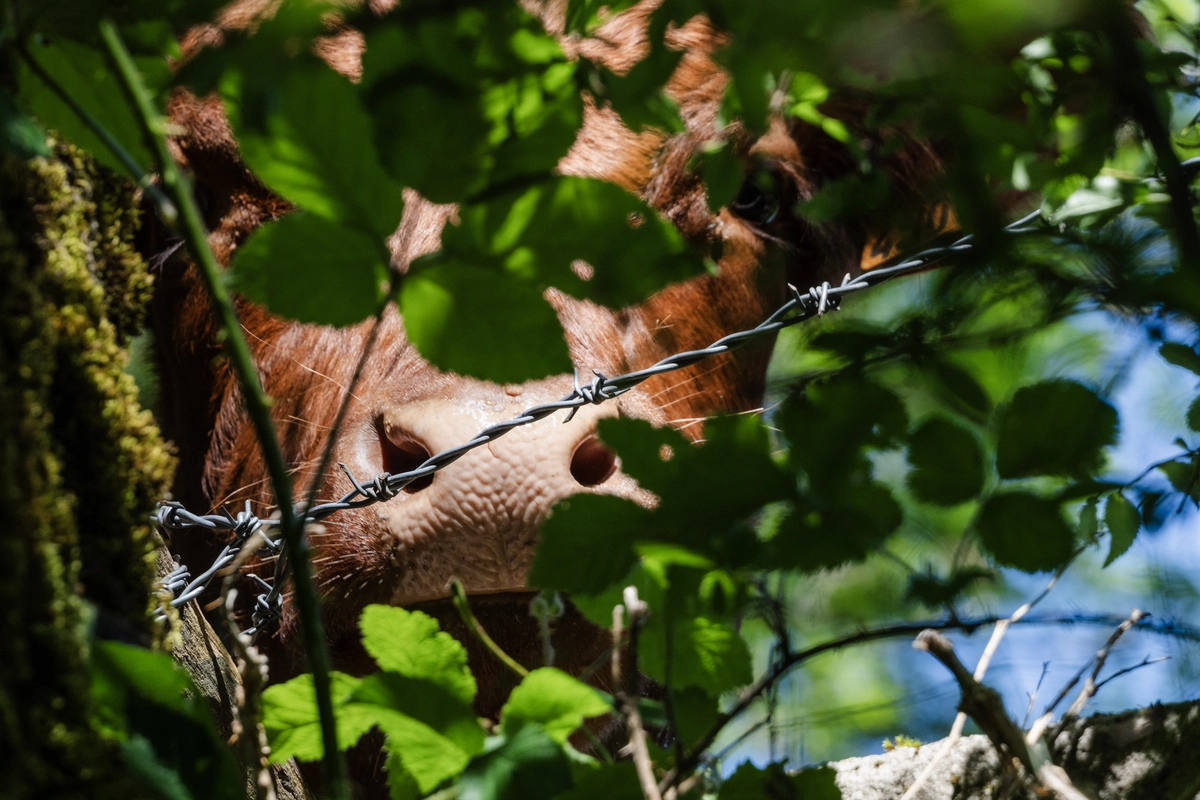 Close-up of a brown cow's muzzle and eye peering through green leaves and a strand of barbed wire
