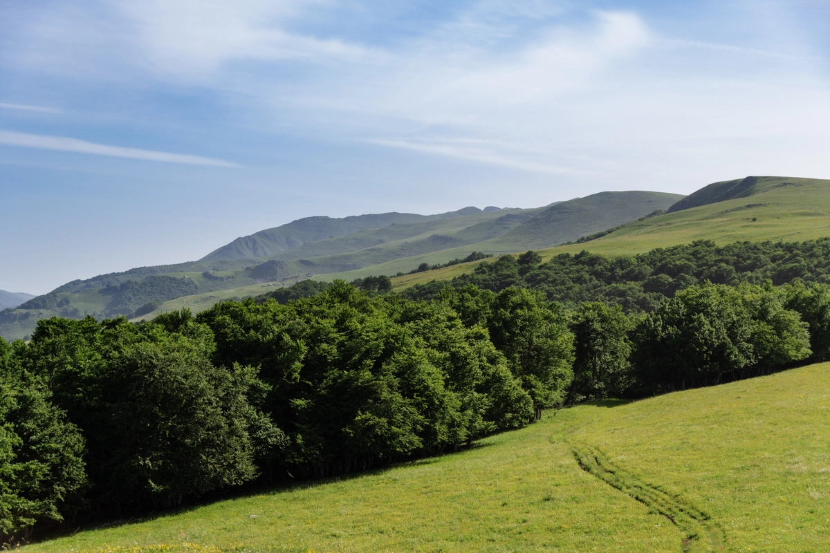 Rolling green mountain ridgeline under a blue sky with wispy clouds, a line of beech trees bordering a grassy meadow in the foreground