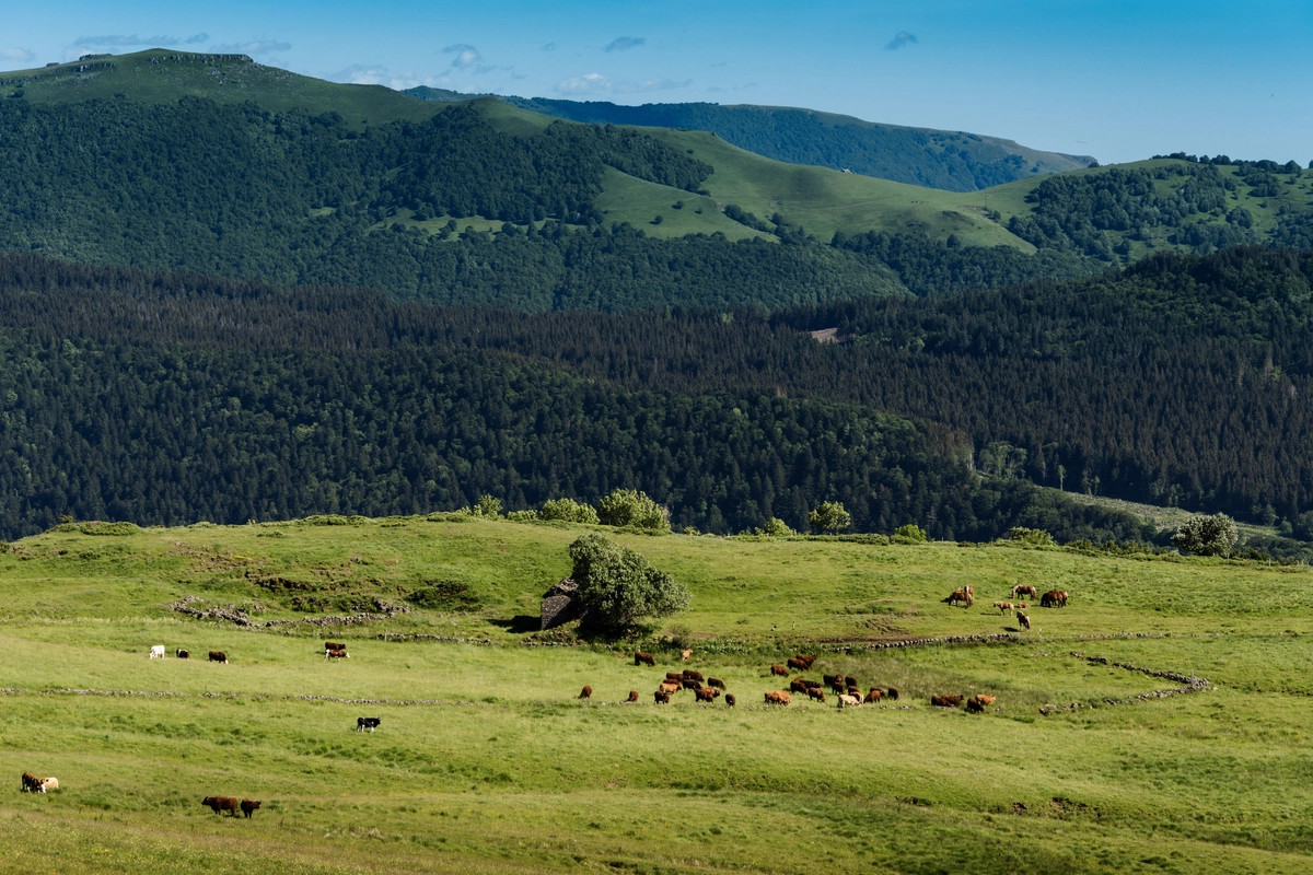 A herd of cattle grazing across a wide green pasture, with dense forested hills rising behind
