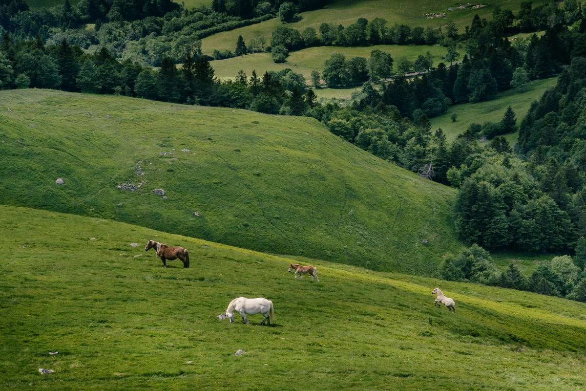 Semi-wild horses — a brown mare, a foal and a white horse — grazing on a steep green hillside above a forested valley