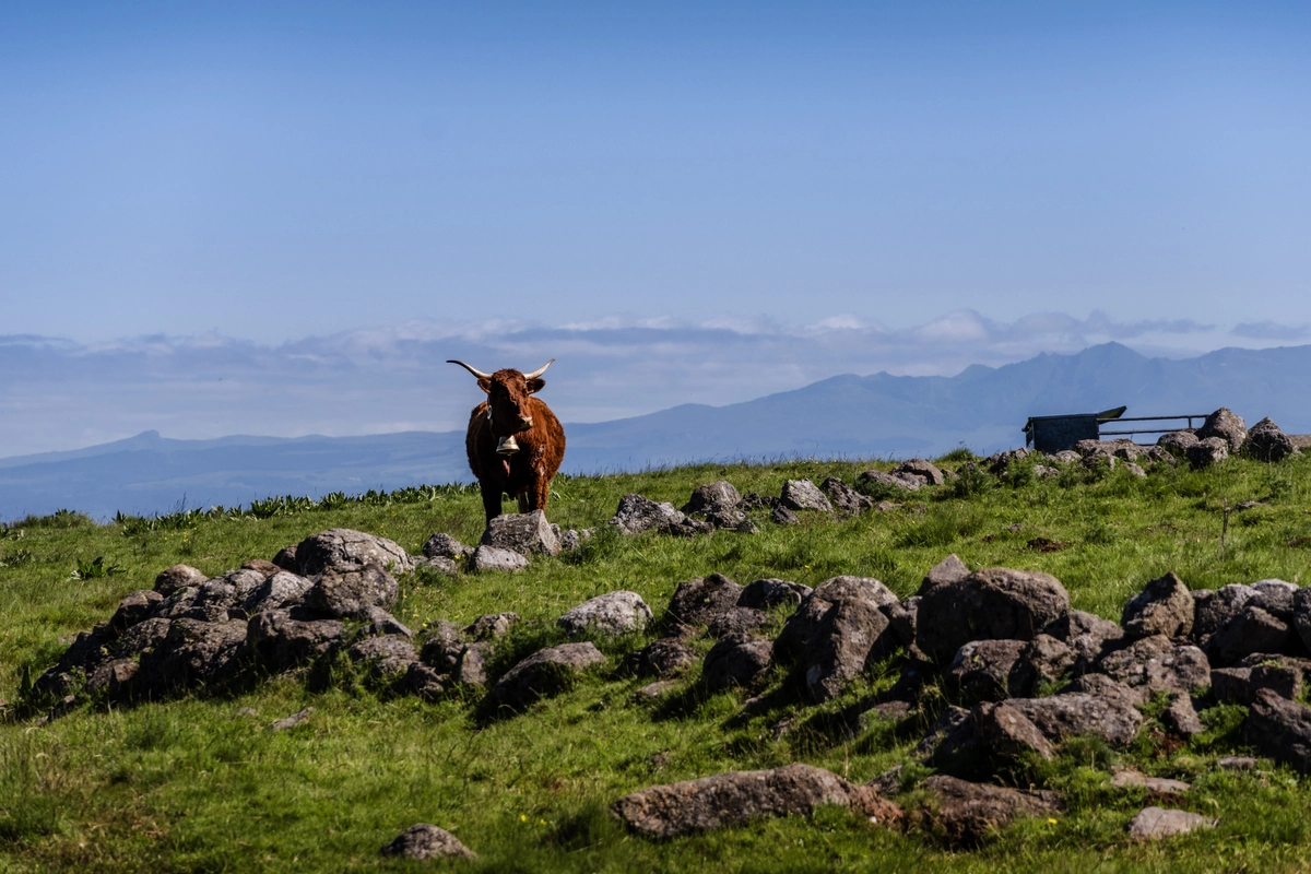 A horned brown Salers cow with a bell standing among rocks on high pasture, hazy mountains on the horizon